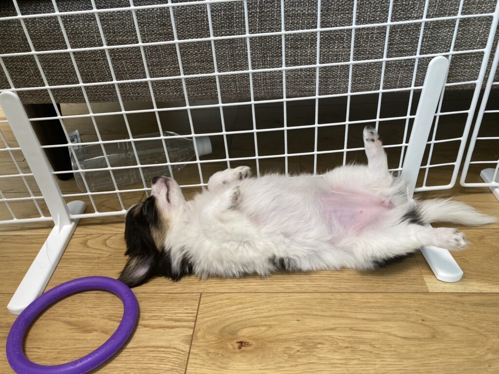 パピー時代のへそ天パピチワ犬のおはぎ