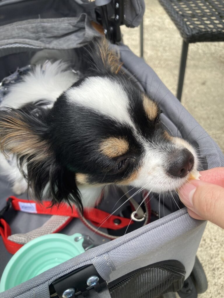 パンを食べるパピチワ犬のおはぎ