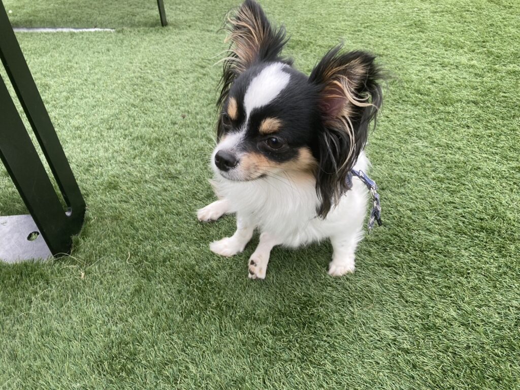 リラックスパピチワ犬のおはぎ