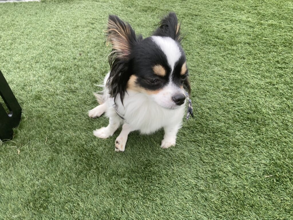 くつろぐパピチワ犬のおはぎ
