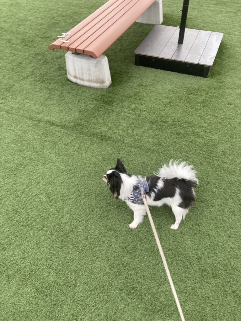 ドッグランで散歩するパピチワ犬のおはぎ