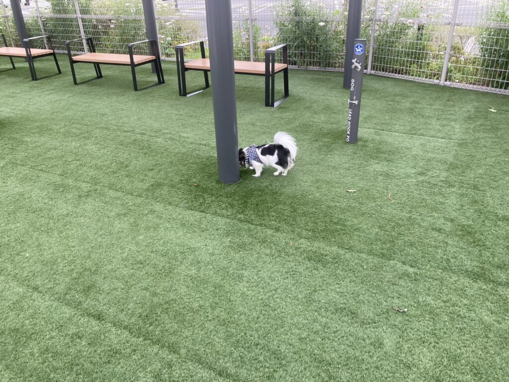 ドッグランで遊ぶパピチワ犬のおはぎ