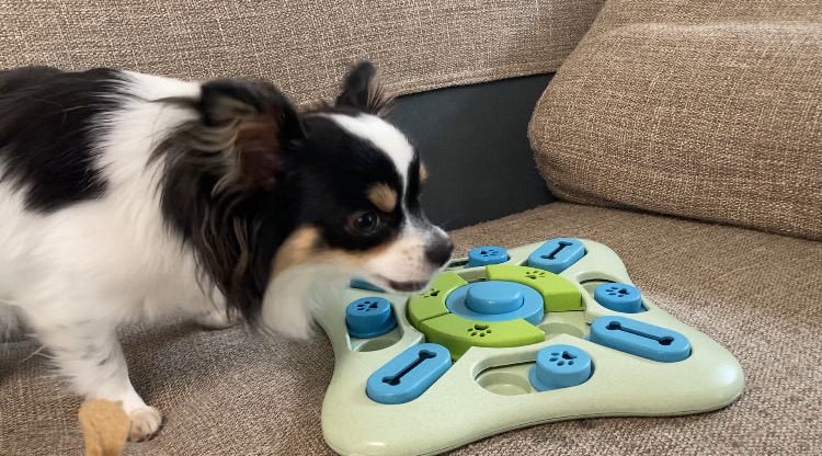 おやつを食べるパピチワ犬のおはぎ