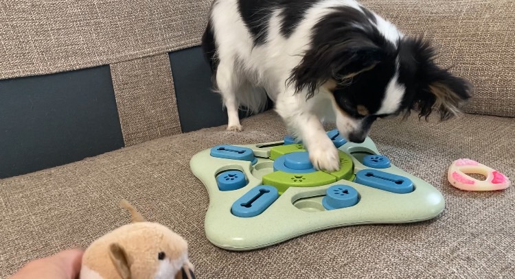 おやつを探すパピチワ犬のおはぎ