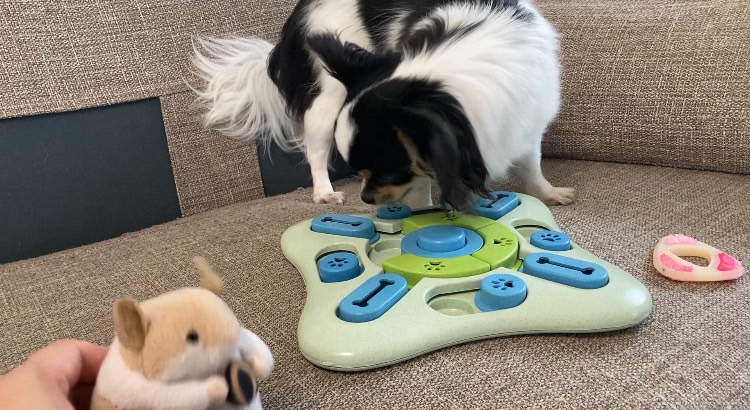 必死におやつを探すパピチワ犬のおはぎ