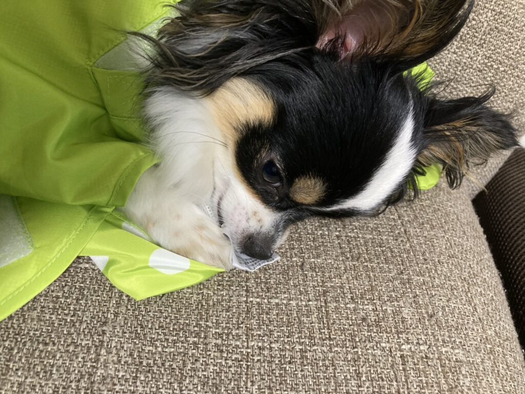 カッパを嫌がるパピチワ犬のおはぎ
