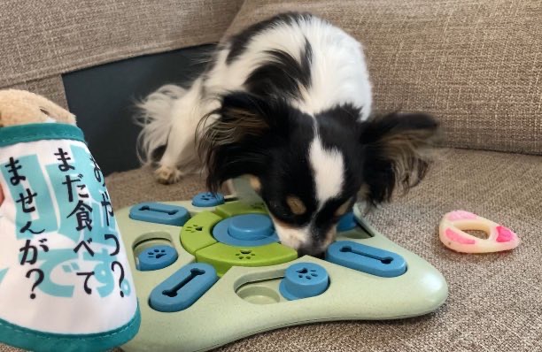 知育玩具で遊ぶパピチワ犬のおはぎ