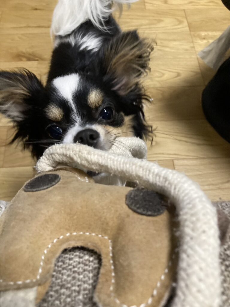 ロープを引っ張るパピチワ犬のおはぎ