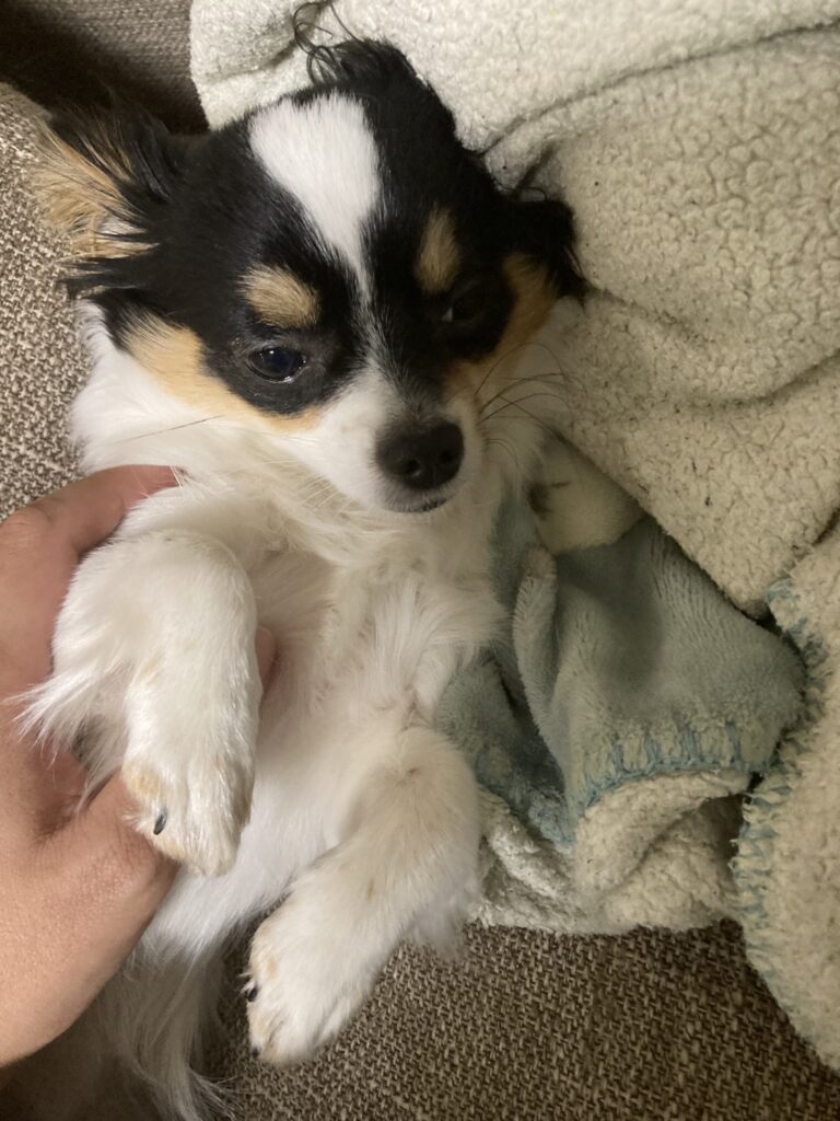 マッサージ中のパピチワ犬のおはぎ