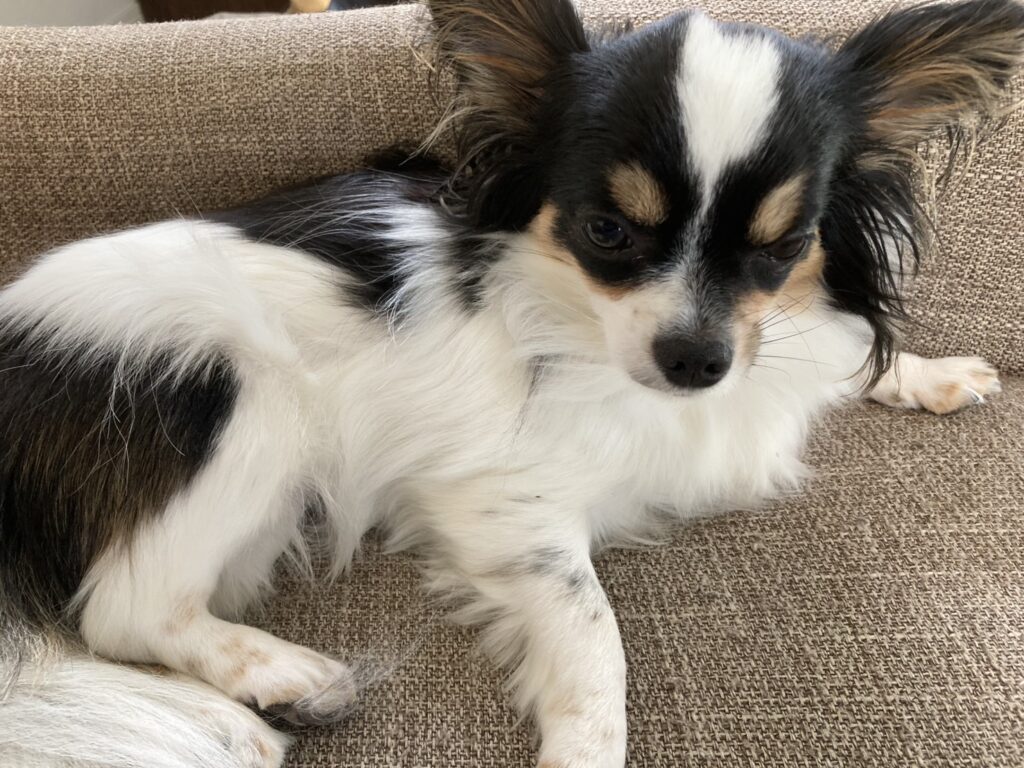 くつろぐパピチワ犬のおはぎ