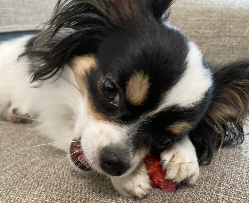 おもちゃで遊ぶパピチワ犬のおはぎ