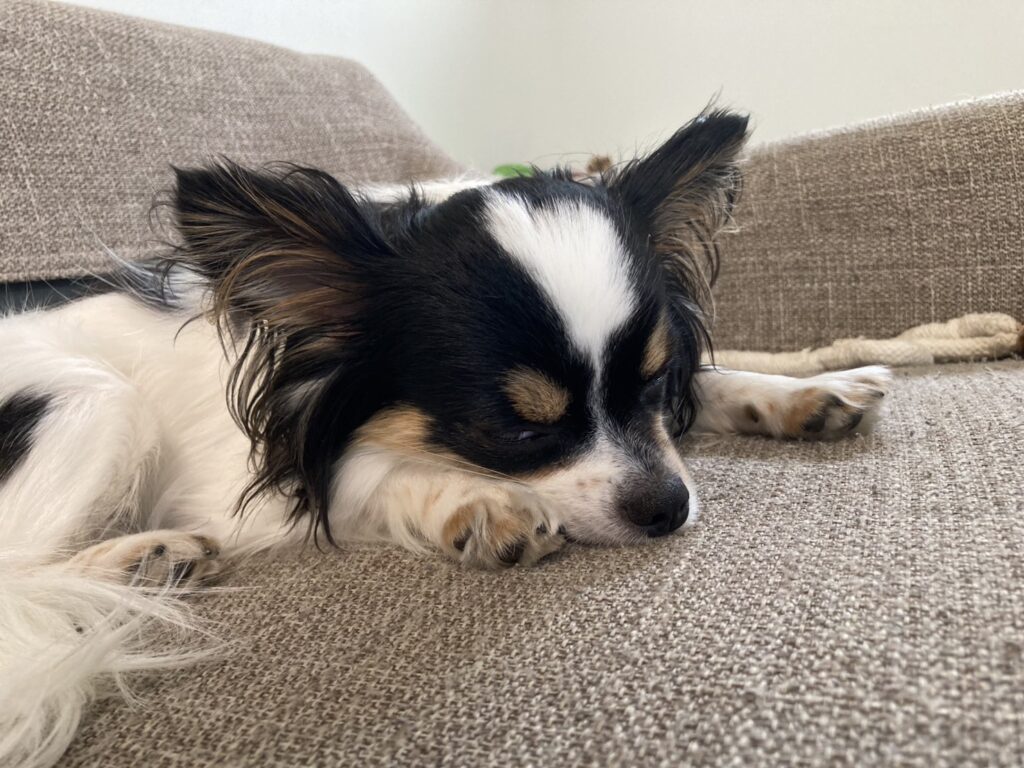 くつろぐパピチワ犬のおはぎ