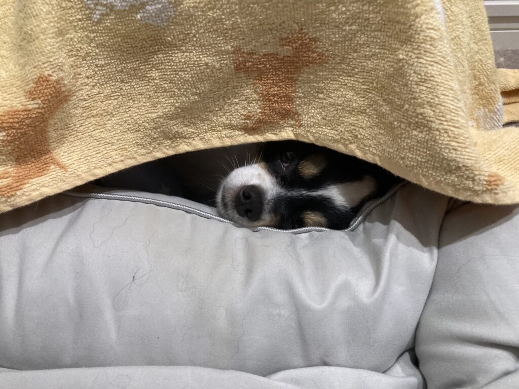クレートで寝るパピチワ犬のおはぎ