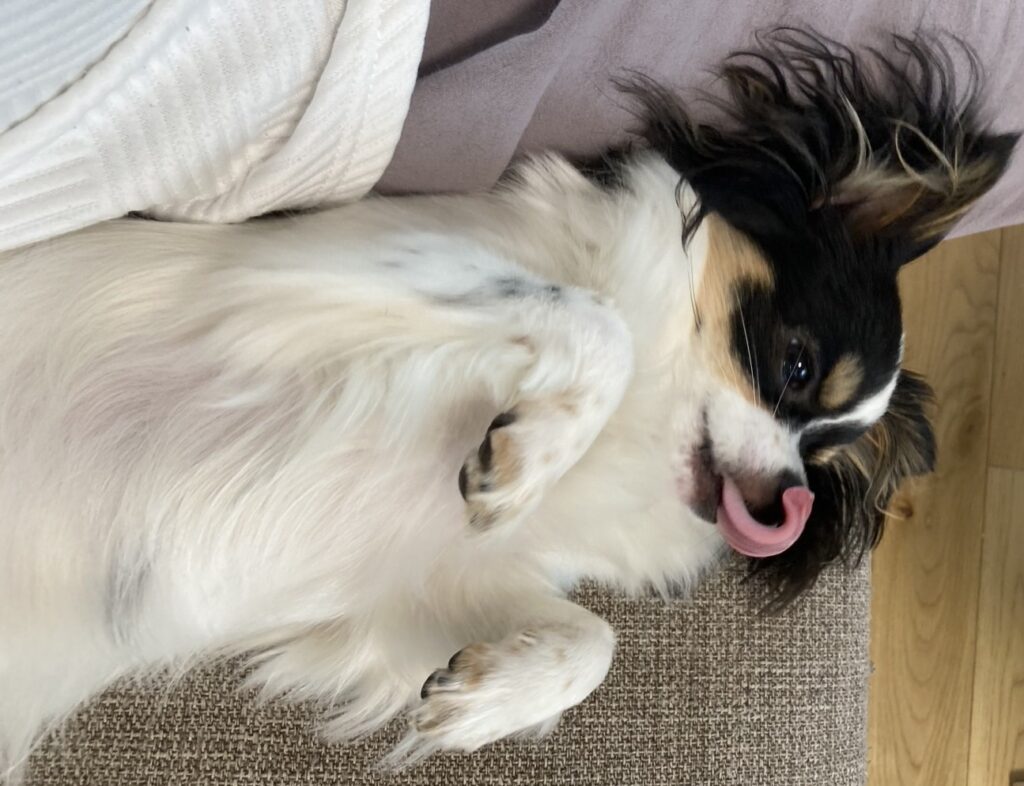 変顔するパピチワ犬のおはぎ