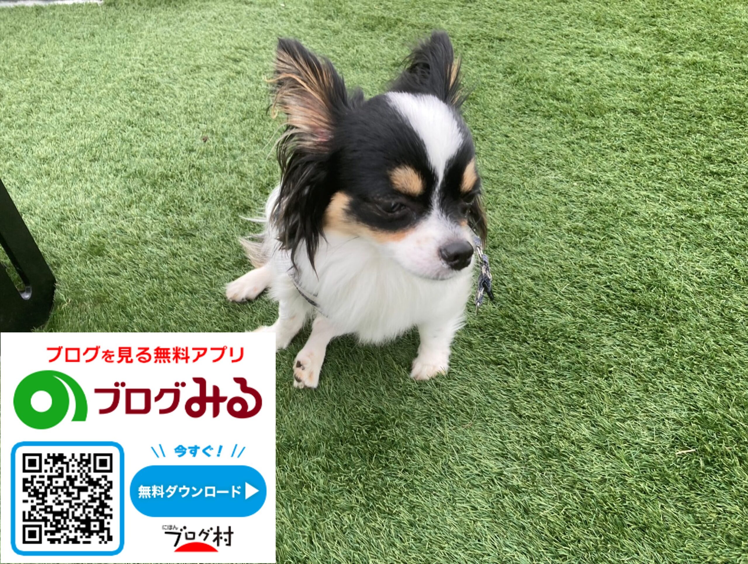 ブログみる紹介
