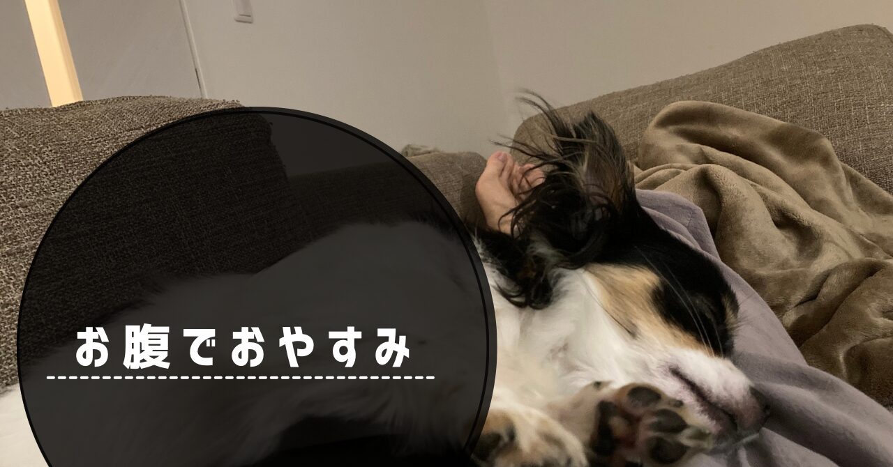 お腹で眠るパピチワ犬のおはぎ