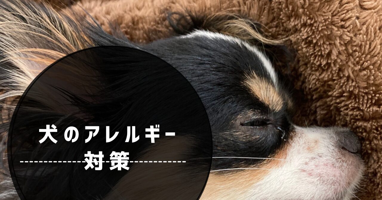 犬のアレルギー対策