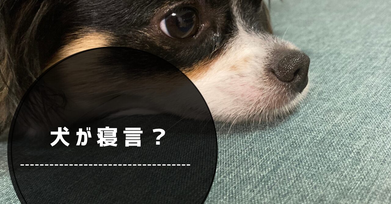 寝そうなパピチワ犬おはぎ