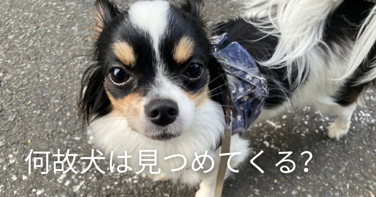 犬はなぜ見つめてくるのか
