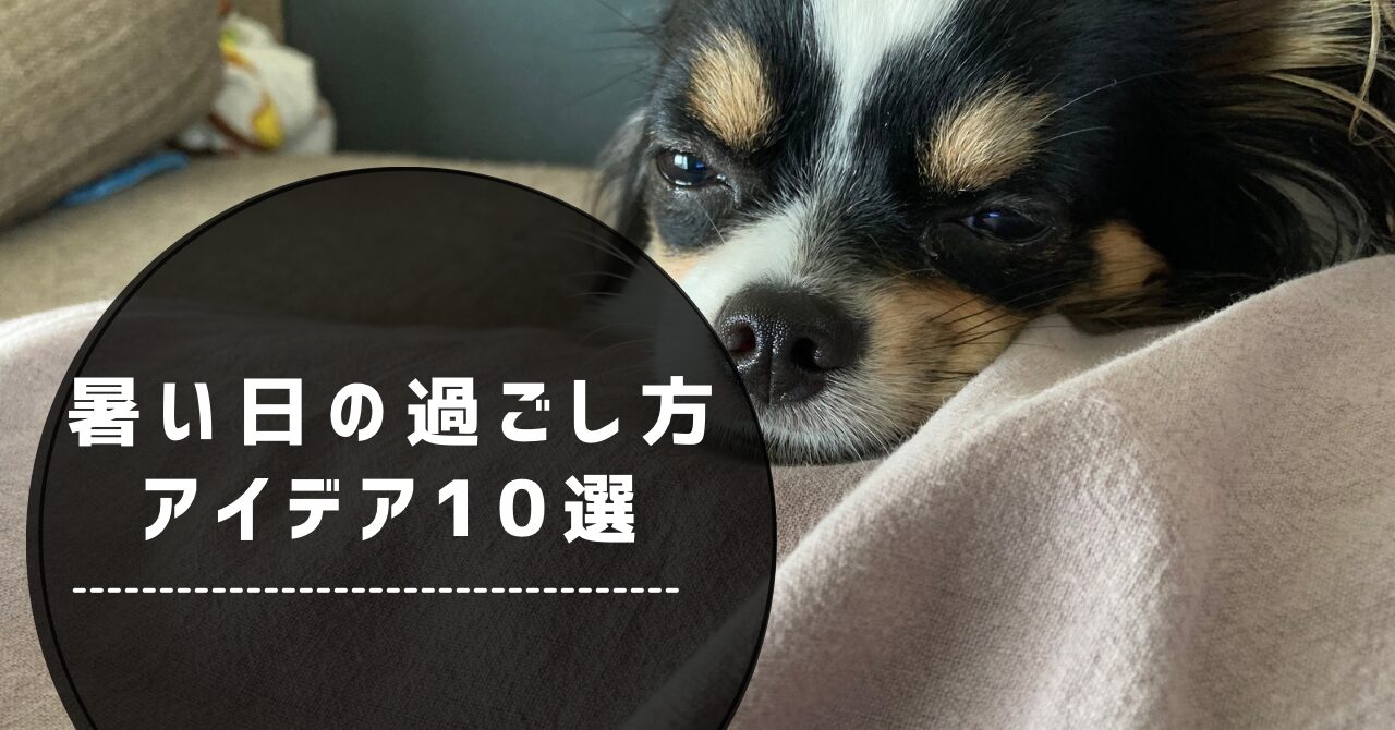 暑い日のパピチワ犬のおはぎ