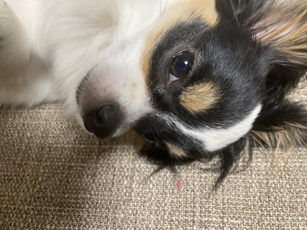 寝転んでいるパピチワ犬のおはぎ
