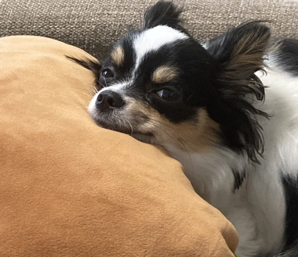 クッションとパピチワ犬のおはぎ