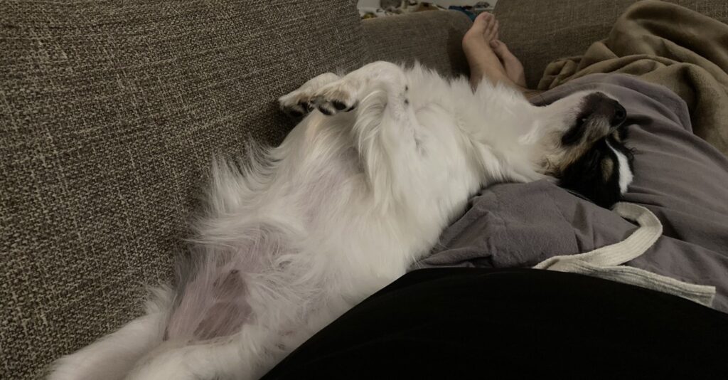 へそ天のパピチワ犬のおはぎ