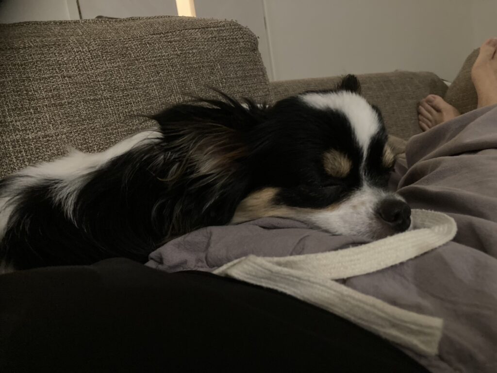 お腹で眠るパピチワ犬のおはぎ