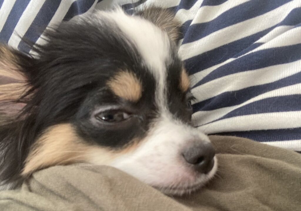 眠そうなパピチワ犬のおはぎ