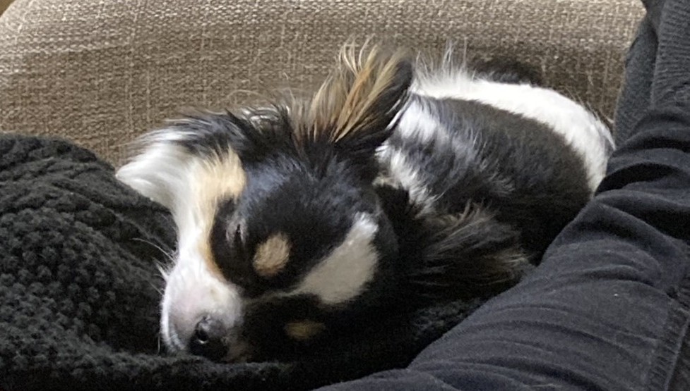 動いてくれないパピチワ犬のおはぎ
