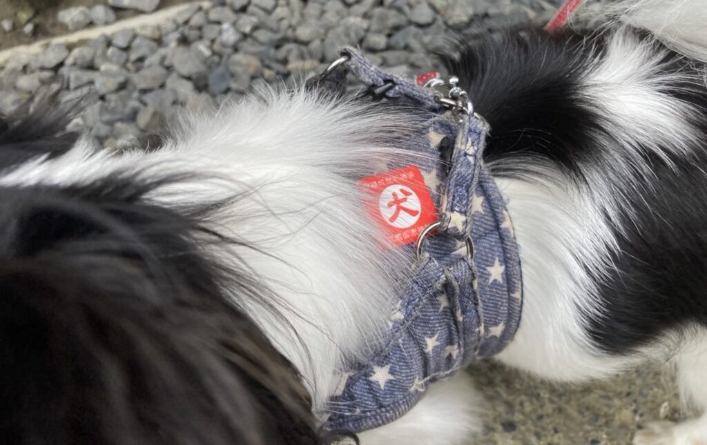 御守シールを付けるパピチワ犬のおはぎ