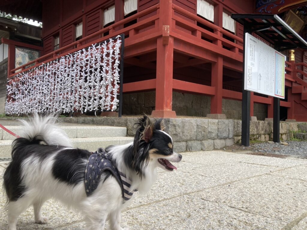 神社とパピチワ犬のおはぎ