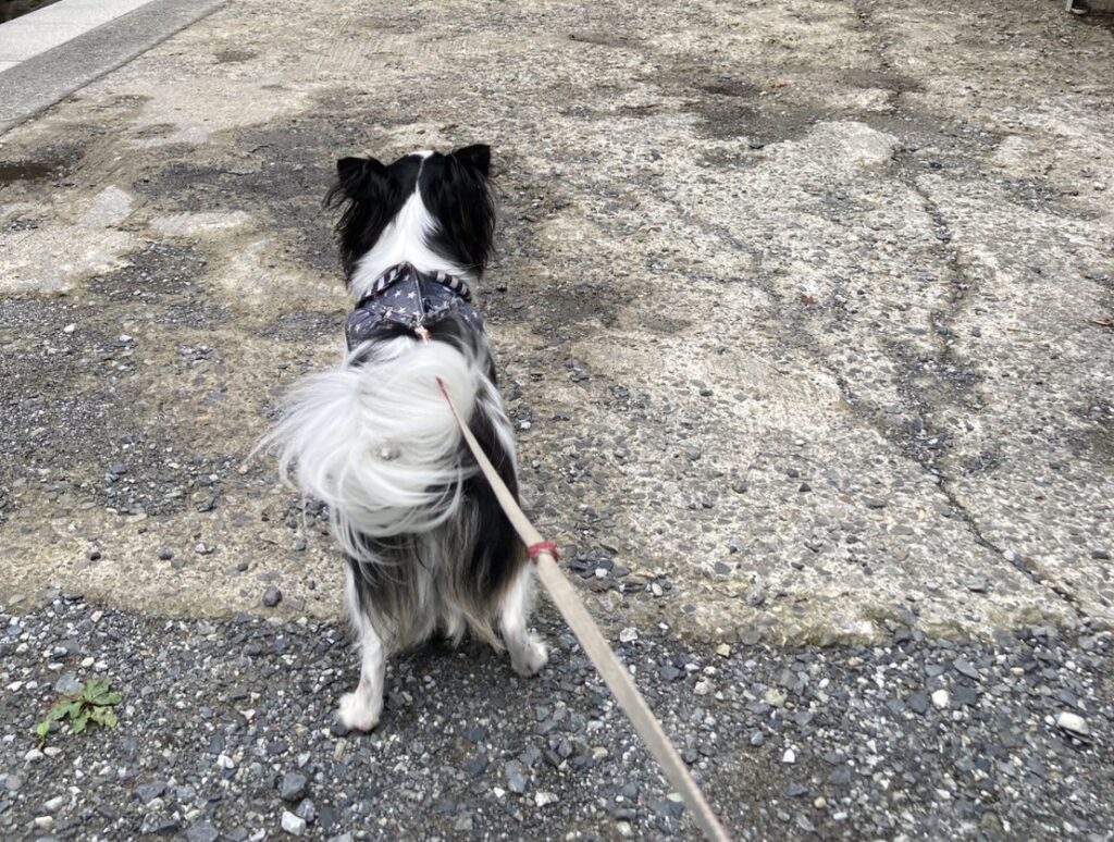 階段をのぼるパピチワ犬のおはぎ