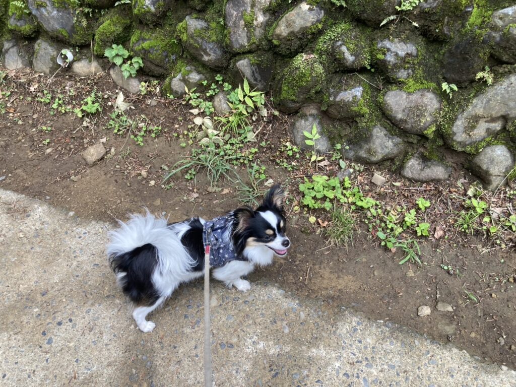 参道を歩くパピチワ犬のおはぎ