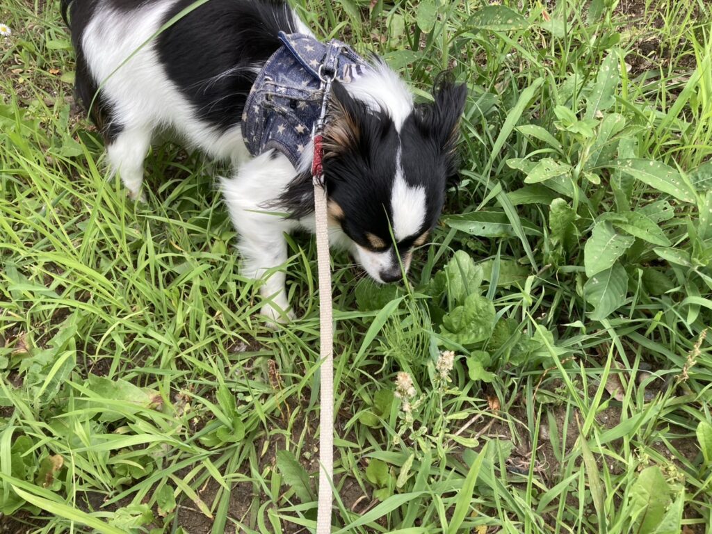 外を楽しむパピチワ犬のおはぎ