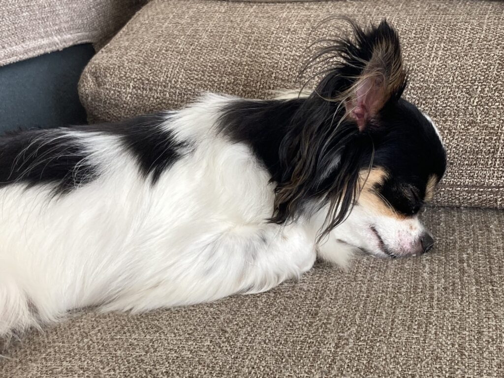 眠るパピチワ犬のおはぎ
