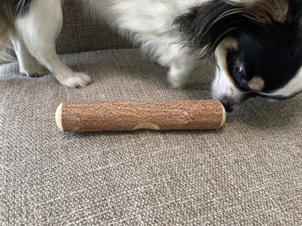 興味津々なパピチワ犬のおはぎ