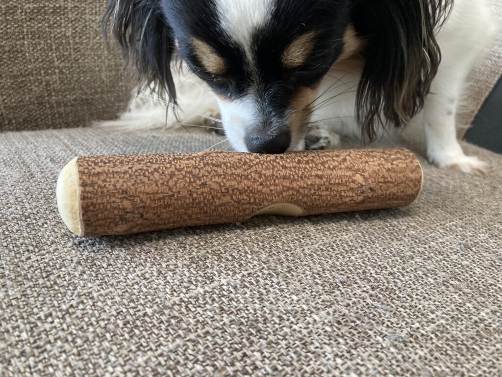 かじるパピチワ犬のおはぎ