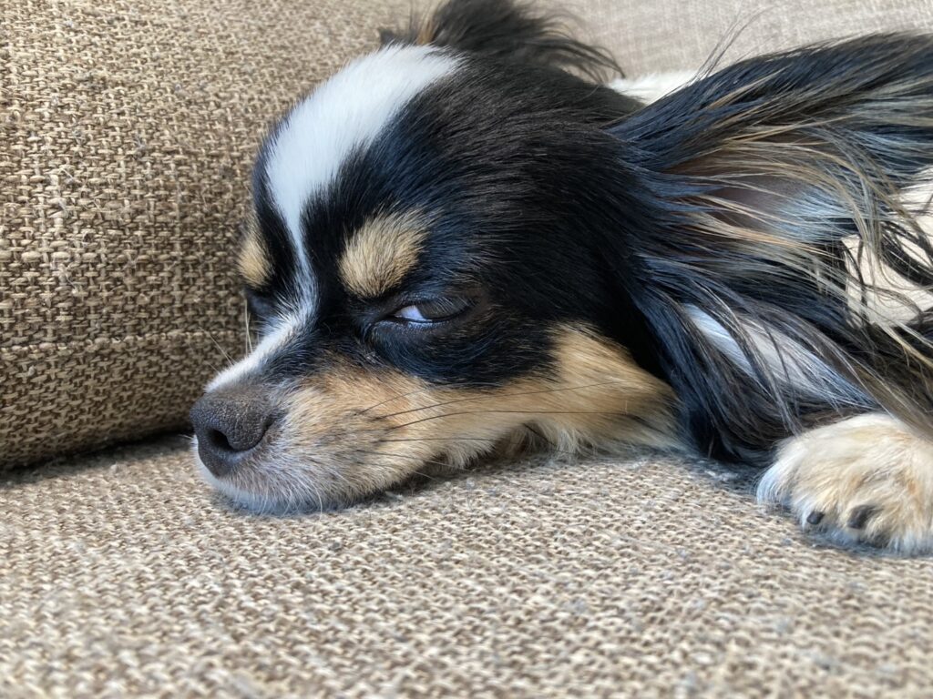 眠いパピチワ犬のおはぎ