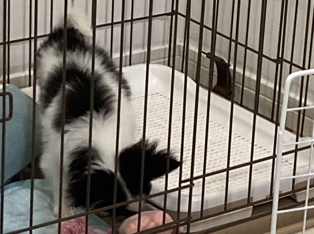 トイレに行くパピチワ犬のおはぎ