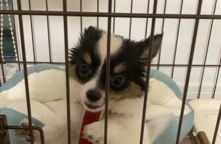 甘えるパピチワ犬のおはぎ