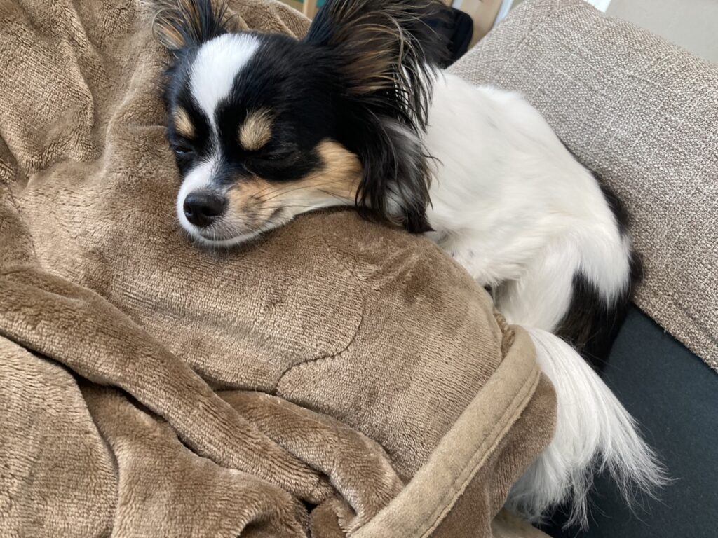 ソファで寝るパピチワ犬のおはぎ