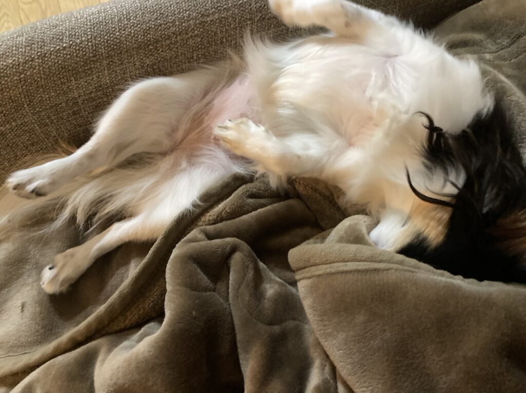 へそ天パピチワ犬のおはぎ