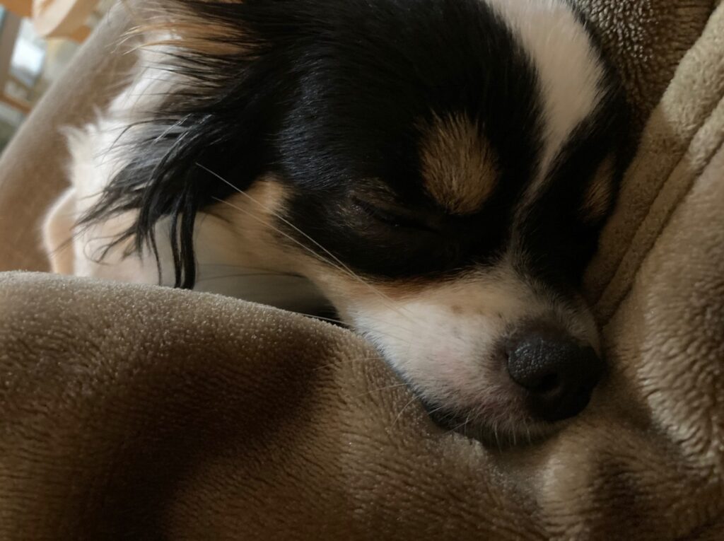 毛布が好きなパピチワ犬のおはぎ