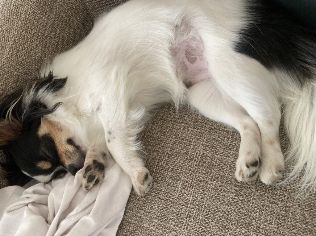 爆睡パピチワ犬おはぎ