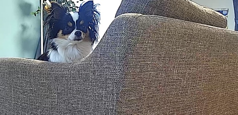 カメラに映るパピチワ犬おはぎ