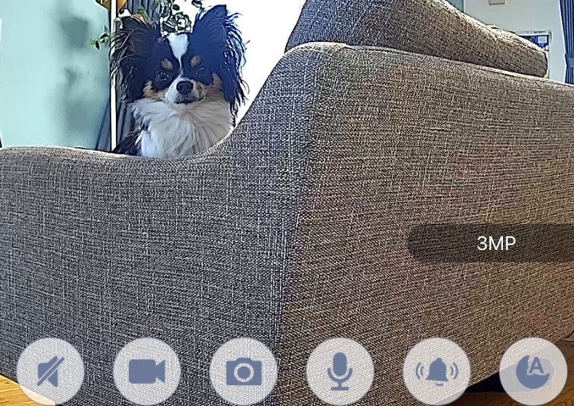 カメラをみつめるパピチワ犬おはぎ