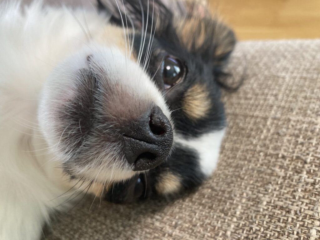 くつろぐパピチワ犬おはぎ