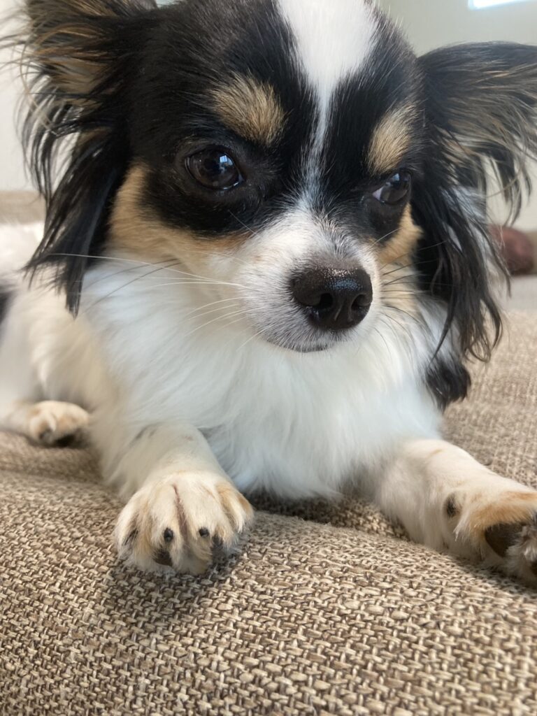 伏せするパピチワ犬のおはぎ