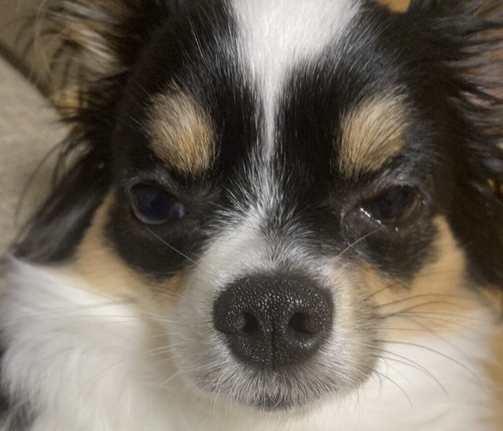 見つめるパピチワ犬おはぎ